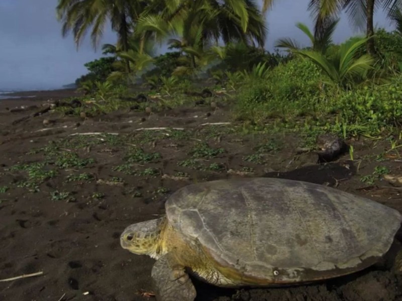 SU Viaje al corazón de&nbsp;Tortuguero